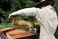 Beekeeper inspecting beehive Royalty Free Stock Photo