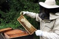 Beekeeper inspecting beehive Royalty Free Stock Photo