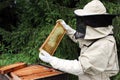 Beekeeper inspecting beehive Royalty Free Stock Photo