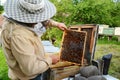 Beekeeper inspecting a beehive Royalty Free Stock Photo