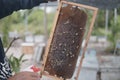 Beekeeper inspecting the beehives and showing the bees, front view