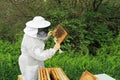 Beekeeper inspecting a Brood Comb Frame