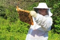 Beekeeper inspecting a Brood Comb Frame
