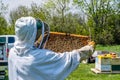 Beekeeper inspecting brood tray from beehive