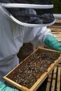 Beekeeper inspecting a frame of honey from hive