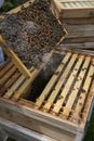 Beekeeper inspecting a frame of honey from hive