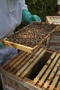 Beekeeper inspecting a frame of honey from hive