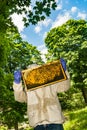 Beekeeper inspecting his hive.