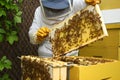 Beekeeper inspecting hive Royalty Free Stock Photo