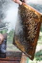 Beekeeper inspecting hive