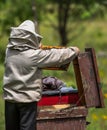 Beekeeper inspecting hive