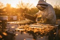 Beekeeper inspecting hive frame amidst buzzing bees, bathed in the golden light of the setting sun