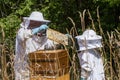 Beekeeper inspecting honeycomb with a child. Person in beekeeper suit taking honey from hive. Beekeeping in countryside