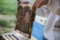 Beekeeper inspecting honeycomb frame at apiary. Honey farm.