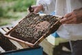 Beekeeper inspecting honeycomb frame at apiary. Honey farm.