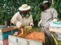 Beekeepers inspecting honeycomb frame at apiary at the summer day. Man working in apiary. Apiculture. Beekeeping concept