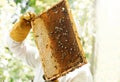 Beekeeper inspecting honeycomb frame from beehive. Honey making, small business, hobby Royalty Free Stock Photo