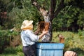 Beekeeper inspecting a honeycomb frame full of bees