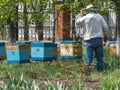 A beekeeper inspecting the wooden bee hives in spring garden. Royalty Free Stock Photo