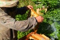 The beekeeper inspects the bees and the hive