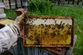 The beekeeper inspects each honeycomb by quality eliminating the bad ones with decay, deformed or too old and dark full of protein