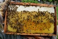 The beekeeper inspects each honeycomb by quality eliminating the bad ones with decay, deformed or too old and dark full of protein