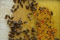 The beekeeper inspects each honeycomb by quality eliminating the bad ones with decay, deformed or too old and dark full of protein