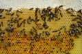 The beekeeper inspects each honeycomb by quality eliminating the bad ones with decay, deformed or too old and dark full of protein