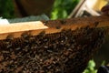 A beekeeper inspects the frame at the apiary. Beehives with bees