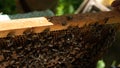 A beekeeper inspects the frame at the apiary. Beehives with bees