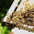 A beekeeper inspects the frame at the apiary. Beehives with bees