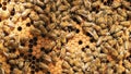 A beekeeper inspects the frame at the apiary. Beehives with bees