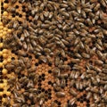 A beekeeper inspects the frame at the apiary. Beehives with bees