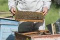 The beekeeper inspects the frame with bees. Work in the apiary in the summer. Breeding honey bees in the apiary Royalty Free Stock Photo