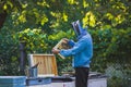 The beekeeper inspects the frame with the queen cells on the apiary in the evening in the rays of the setting sun. Large apiary in