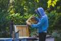 The beekeeper inspects the frame with the queen cells on the apiary in the evening in the rays of the setting sun. Large apiary in