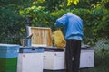 The beekeeper inspects the frame with the queen cells on the apiary in the evening in the rays of the setting sun. Large apiary in