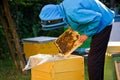 The beekeeper inspects the frame with the queen cells on the apiary in the evening in the rays of the setting sun. Large apiary in