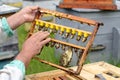 The beekeeper inspects a frame which raised new queen bees. Karl Jenter. Apiculture.