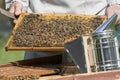 The beekeeper inspects the hive in the apiary. The honey frame is full of bees and honey