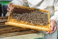 Beekeeper inspects honey comb with bees at the hive Royalty Free Stock Photo