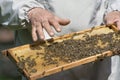 A beekeeper inspects a honeycomb. The period of formation of the new bee colony