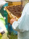 The beekeeper keeps in hand a frame with honeycombs and bees Royalty Free Stock Photo