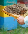 The beekeeper keeps in hand a frame with honeycombs and bees Royalty Free Stock Photo