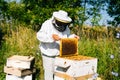 Beekeeper lifting and examining honeycomb full of bees on frame to control situation in bee colony. Royalty Free Stock Photo