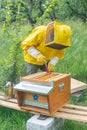 A beekeeper lifts a frame from a brood chamber of a hive