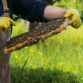 Beekeeper is looking for Bee Queen with a Magnifyingg Glass