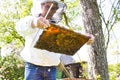 Beekeeper is looking swarm activity over honeycomb on wooden frame, control situation in bee colony