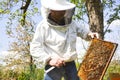 Beekeeper is looking swarm activity over honeycomb on wooden frame, control situation in bee colony