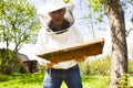 Beekeeper is looking swarm activity over honeycomb on wooden frame, control situation in bee colony